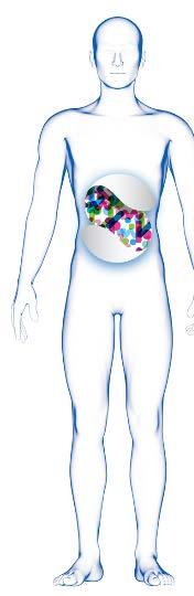 The microbiome is essential to human health Human gastrointestinal microbiome is a vast interacting network of organisms Microbial ecology provides essential functions for the host: Modulation of