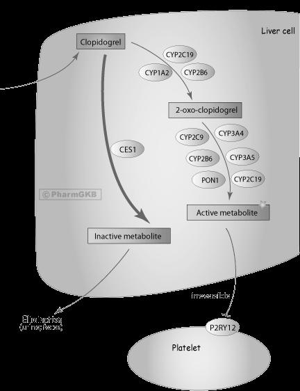 CYP2C19 Clopidogrel - pro-drug that requires two step activation CYP2C19 modulates metabolism of