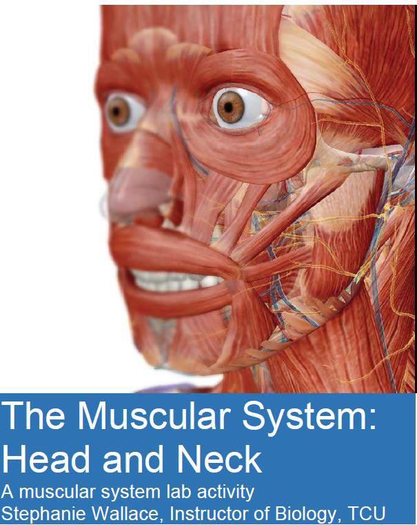 FREE CPE OPPORTUNITY REVISION The Muscular System Lab Activity Head and Neck office@maa.org.