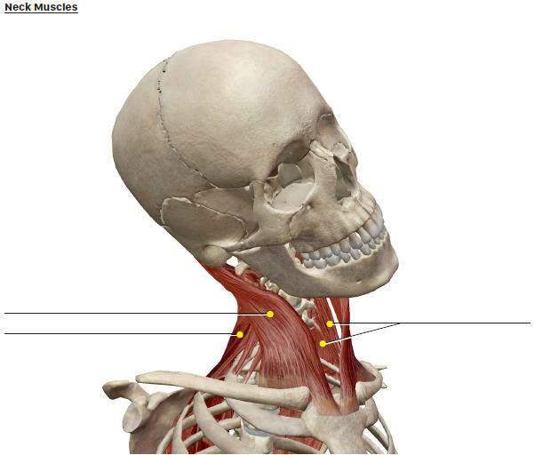 Label the diagram F. Neck Muscles (that act on the head) These muscles are located in the neck and move the head when they contract.