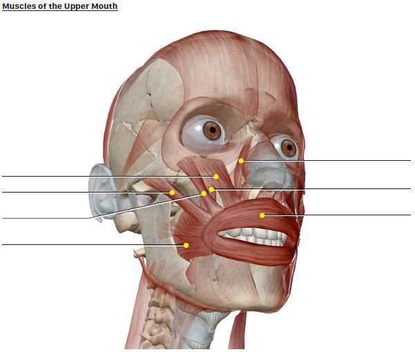 Label the diagram B. Muscles of the Upper Mouth Many different muscles are necessary to manipulate the mouth for speech, eating, whistling, and other actions.