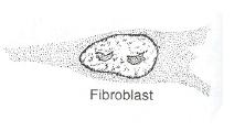 Connective tissue cells 1) Fibroblasts: Large, flat cells with branching processes