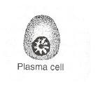 Connective tissue cells 3) Plasma cells: Develop from a type of white blood cell called a B lymphocyte.