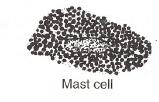 bone marrow. 4) Mast cells: Abundant alongside the blood vessels that supply connective tissue.