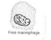 Connective tissue cells 5) White blood cells: 6) Macrophages: Develop from monocytes, a type of white blood cell.