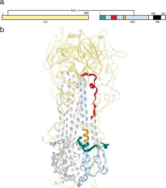 VIRAL MEMBRANE FUSION 781 Figure 1 High-resolution structure of native influenza hemagglutinin (HA).
