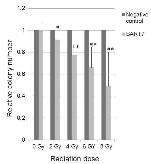 Page 3 of 8 Figure 2: Ebv-miR-BART7 reduced colony formation ability in HONE1 cells after irradiation treatment. HONE1 cells were transfected with 3 nm ebv-mir- BART7 mimics or the negative control.
