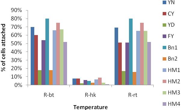 adhere to granular starch at 100 C compared with 37 C and room temperature(figure4.). Figure 4. Effect of temperature on adhesion of probiotic to RRS 3.
