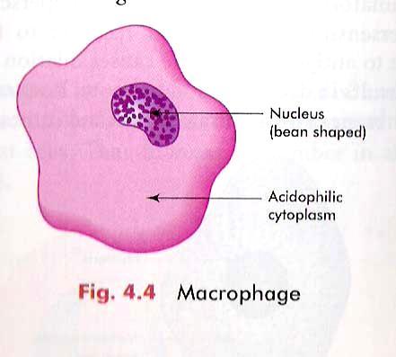 Macrophages (Histiocytes) Free and Fixed type, Fixed Cells- Irregular Shape filopodia process, Dark indented