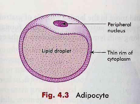 Adipocytes Store lipid Appears as empty space Incapable