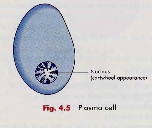 Plasma cells Oval basophilic cells, Eccentric nucleus Heterochromatin as cartwheel nucleus Derived from B