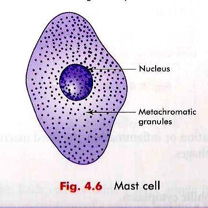 Round or Fusiform Shaped Mostly along blood vessels, Metachromatic granules in cytoplasm, Granules have Histamine or Heparin, Look like basophil, so called as