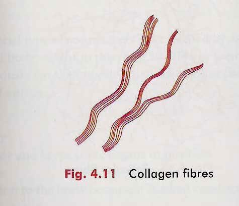 White colour when fresh Do not branch, present in bundle Collagen protein forms Fibres Fibres composed