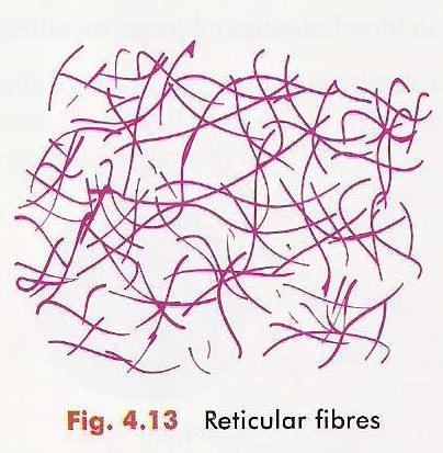 Reticular fibre Immature collagen fibre (type -3)