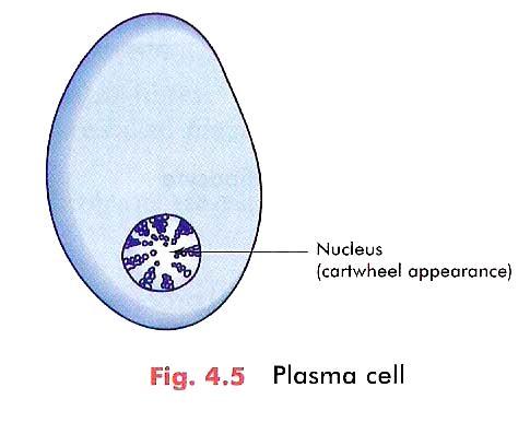 Mesenchymal cells 3 Macrophage(histiocyte) 4.