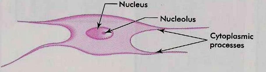Fibroblast Most commonly seen Fusiform with slender cytoplasmic process Large oval nucleus,