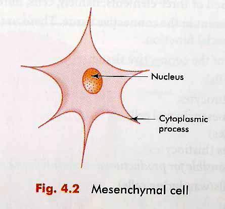 Undifferentiated cells Stellate in shape, Cytoplasmic process,