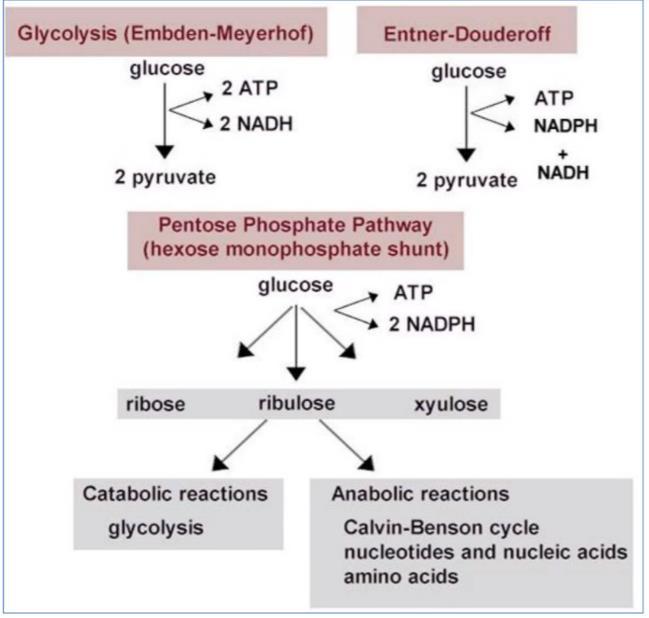 This pathway is used when the bacterium needs to build nucleic acids. EMP -EMP is the most used pathway for glycolysis.