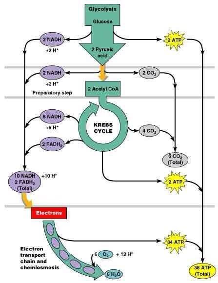 Aerobic respiration (Krebs cycle) -After glycolysis, pyruvate can continue in different metabolic pathways according to the needs of the cell.
