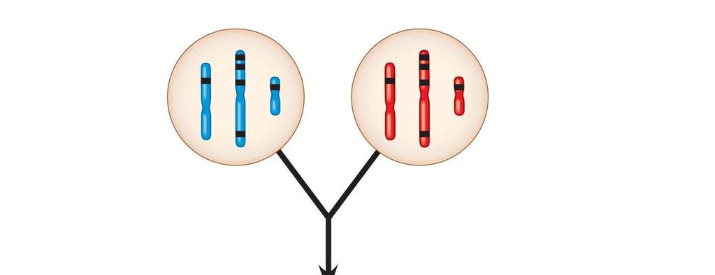 Fig. 15-UN4 Sperm Egg P generation gametes D C B A E + d c b a e F f This F 1 cell has 2n = 6 chromosomes and is heterozygous for all six genes shown