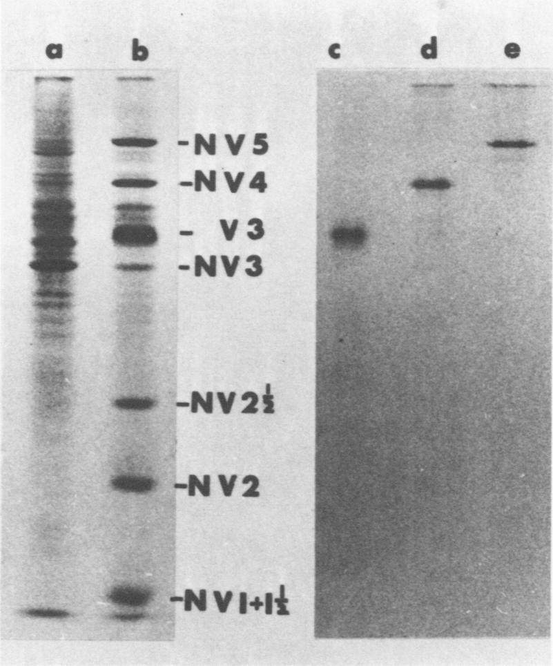 Samples in (a) and (b) were subjected to electrophoresis in the same gel, as were those in (c) and (d).