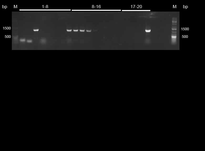 Ligation Insert (GFP/RFP) 7 µl Vector (promotor stong/weak) 2 µl T4 DNA Ligase 0,5 µl T4 Ligase Buffer 1 µl 10,5 µl Ligation over night at room temperature. 25.08.
