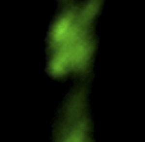 High-magnification view of GFP-IFT20 dynamics in a control axoneme. A single axoneme from Video 1 is shown. GFP-IFT20 particles move both antero- and retrogradely.