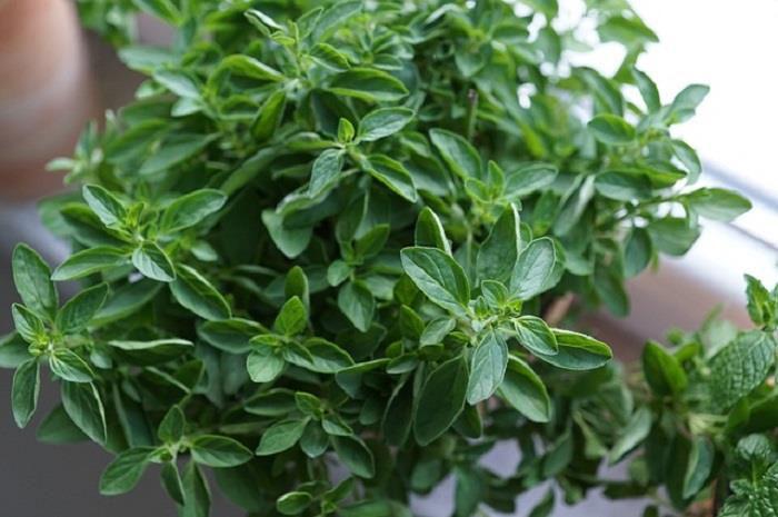Alleviate chest congestion Eliminate bacteria and viruses Treat respiratory tract infections The benefits: Thyme is one of the most powerful herbs in fighting against chest congestion, as it contains