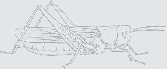 1 Head REVISED AND UPDATED BY STEPHEN J. SIMPSON INTRODUCTION Insects and other arthropods are built up on a segmental plan, and their characteristic feature is a hard, jointed exoskeleton.