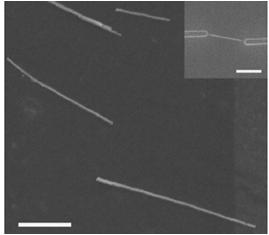 CVD grown ZnO nanowires Not all nanowires can be fabricated