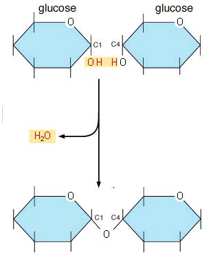 5. Consult the figure shown below: A. (1pt) What is the general type of reaction shown? B. (1pt) What sign is the G for this reaction (+ or -)? C. (2pt) Name the bond formed, being as specific as possible.