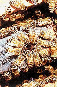 Hymenoptera venom allergy - relevant species