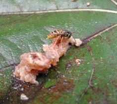 ants Vespinae Subfamily Polistinae Apis