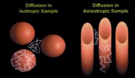 The contrast between isotropic diffusion, which describes unconstrained diffusion in a pure liquid environment and anisotropic diffusion, which describes directionally-dependent diffusion is