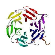 LECTINS LECTINS ARE GLYCOPROTEINS THAT ARE RESISTANT TO PROTEOLYSIS THEY BIND TO THE SMALL
