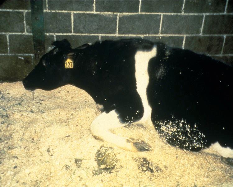Forced cannibalism spreads BSE Epidemic spread of bovine spongiform