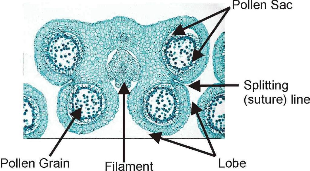 Plant Science 1203L Laboratory 5 - Sexual Reproduction (Pollination and Double Fertilization) Today s lab is about sexual reproduction in plants.
