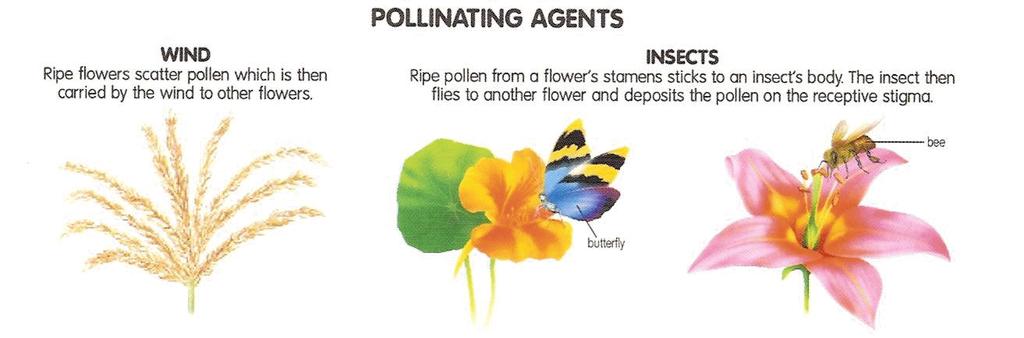 Pollination is the transfer of the male gamete (pollen) to the receptive surface (stigma) of the female pistil. Note!