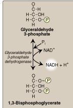 Inorganic Inhibitors of Glycolysis Arsenic Poisoning Pentavalent Arsenic (Arsenate) competes with phosphate as as a substrate for GA3PDH ATP synthesis