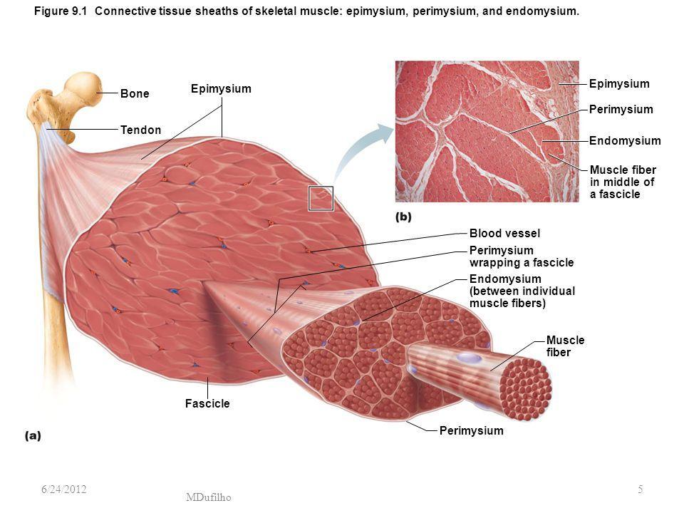 Muscle Fascicle Muscle Fiber (cell) Myofibril