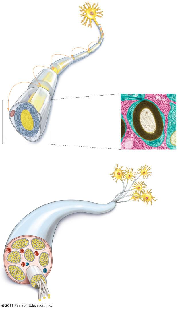 (a) A myelinated axon" myelin nodes" glial cells" glial cell nucleus" myelin covering" axon" glial