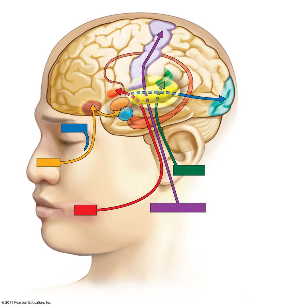 gustatory" cortex" olfactory" cortex" somatosensory cortex" thalamus" auditory" cortex" visual" cortex" smell"