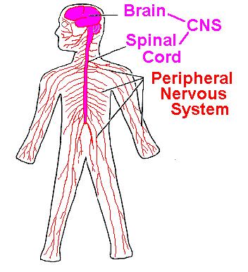 The Nervous System The two major divisions of the human nervous system are: The central nervous system (CNS), consisting of the