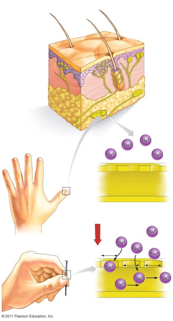 (a) Touch receptors in the skin" hair" free nerve endings" (pain, temperature)" tactile receptor" epidermis" tactile receptor" dermis" hair follicle"