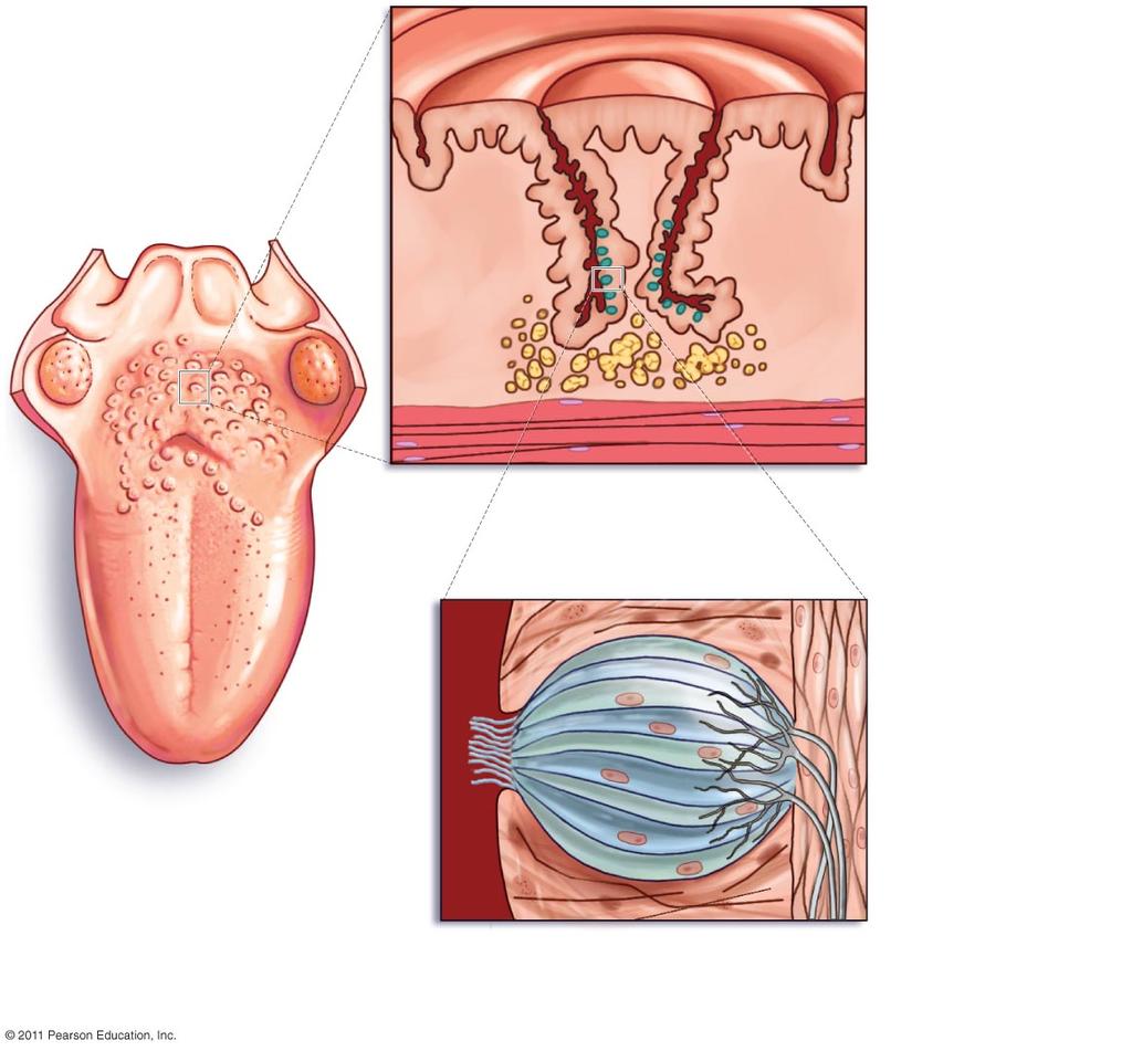 papilla" taste buds" connective" tissue" salivary glands" muscle layer" papillae"