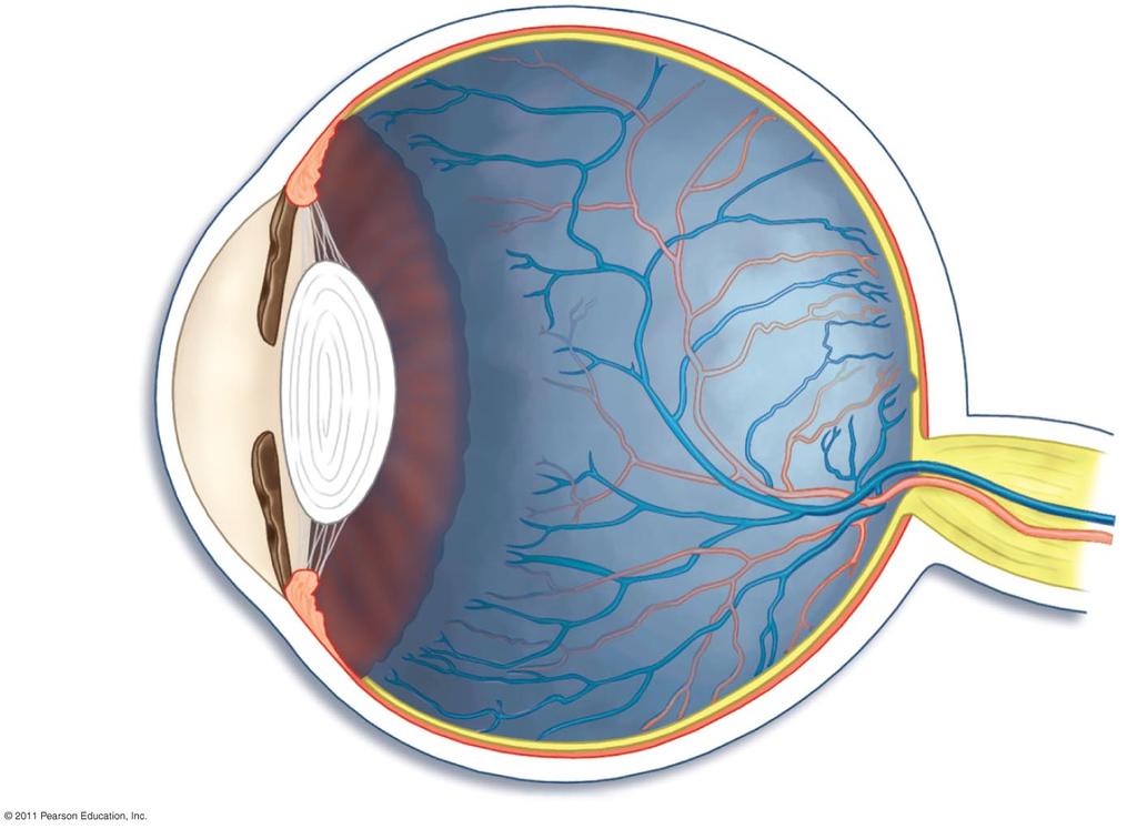 vitreous body" cornea" retina" iris"
