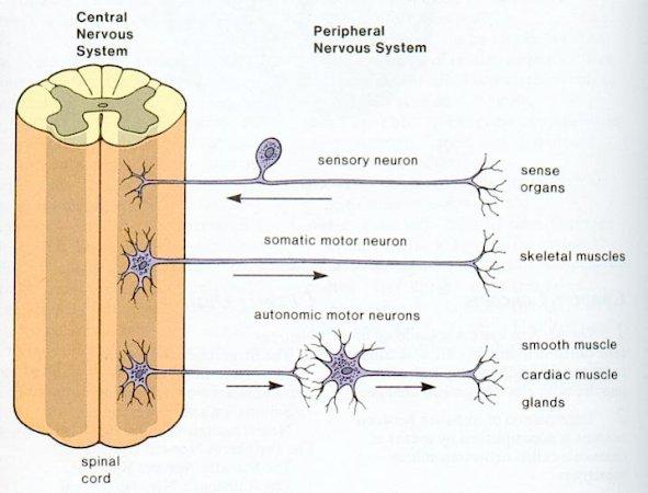 Divisions of the Nervous System Within the PNS s efferent division are two subsystems: The somatic nervous system, which provides voluntary