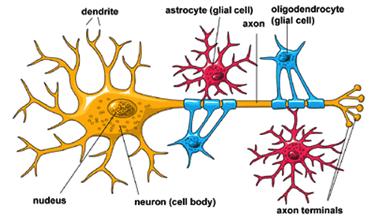 Neurons conduct impulses B.