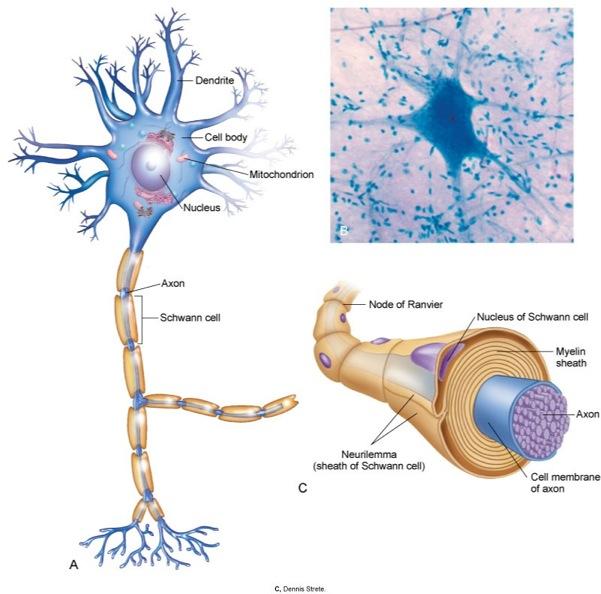 CELLS OF THE NERVOUS SYSTEM A. Neurons 2. Additional structures d.