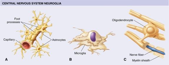 CELLS OF THE NERVOUS SYSTEM C. Glia (neuroglia) 3. Three main types of glial cells of the CNS c. Oligodendrocytes form myelin sheaths on axons in the CNS!